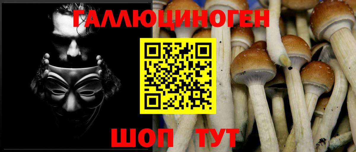 Галлюциногенные грибы Psilocybine cubensis Нурлат